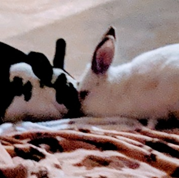 Meet your Posher, Kim - Picture 3 of 7